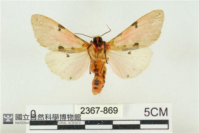 棍棒污燈蛾藏品圖，第2張