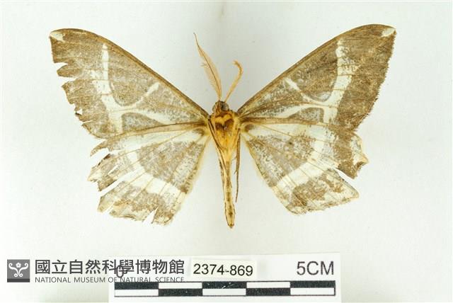 樹形尺蛾藏品圖，第2張