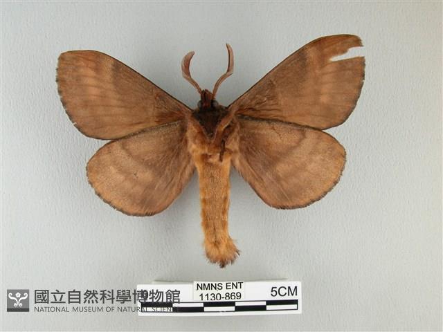 波紋枯葉蛾藏品圖，第2張