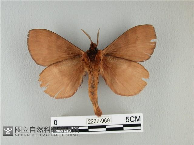 波紋枯葉蛾藏品圖，第2張