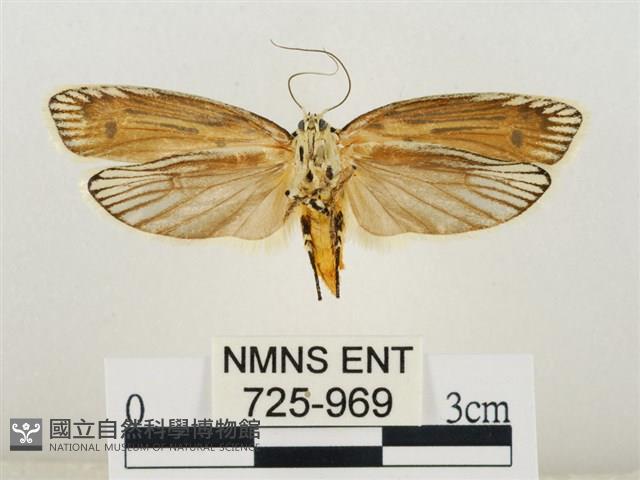 線紋篩蛾藏品圖，第2張