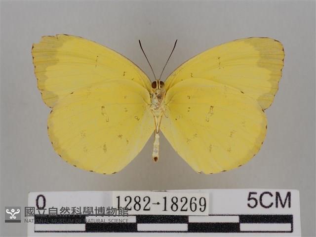 亮色黃蝶藏品圖，第2張