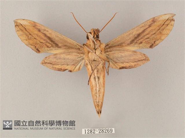 綠背斜紋天蛾藏品圖，第2張