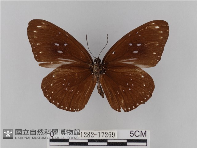 雙標紫斑蝶藏品圖，第2張