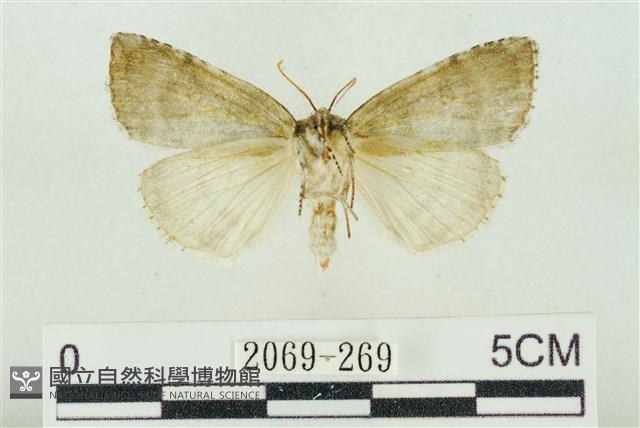 臺灣銀斑異波紋蛾藏品圖，第2張