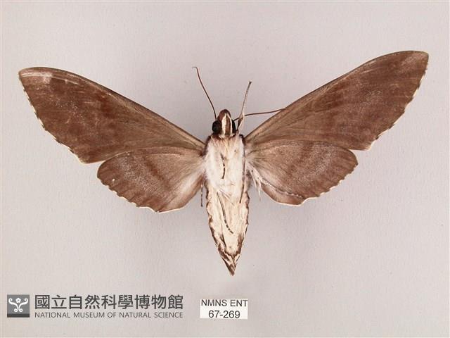 粗斜紋天蛾藏品圖，第2張