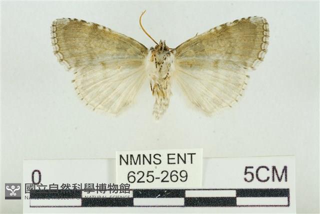 臺灣銀斑異波紋蛾藏品圖，第2張