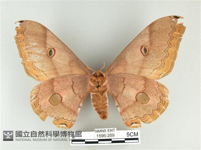 雙黑目天蠶蛾藏品圖，第2張