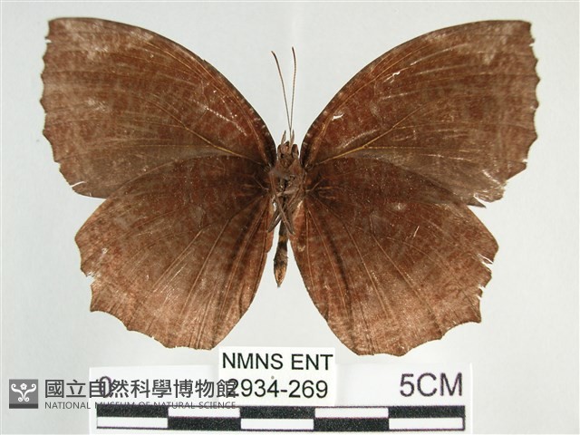 藍紋鋸眼蝶藏品圖，第2張