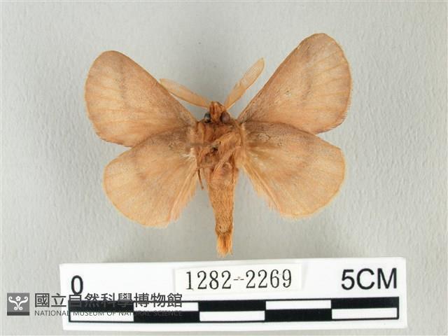 褐斜帶枯葉蛾藏品圖，第2張