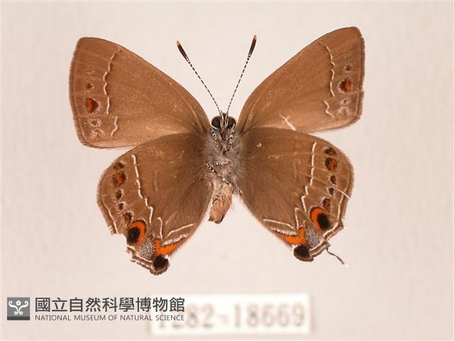 田中洒灰蝶藏品圖，第2張