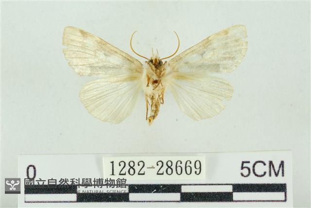 連珠波紋蛾藏品圖，第2張