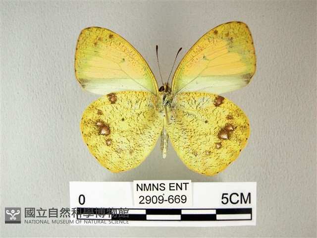 異粉蝶、雌白黃蝶藏品圖，第2張