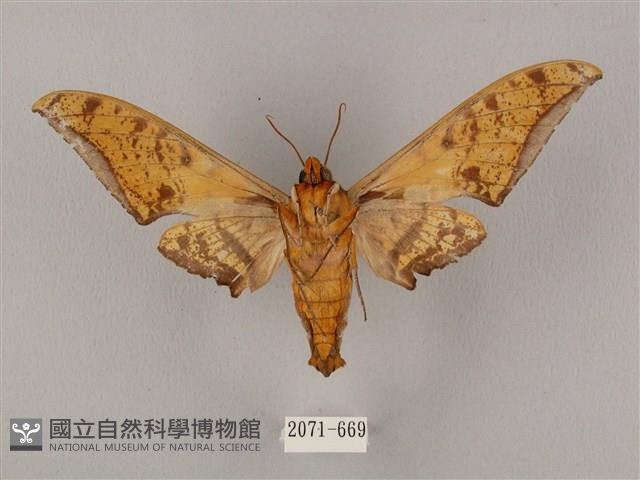 裂斑鷹翅天蛾藏品圖，第2張