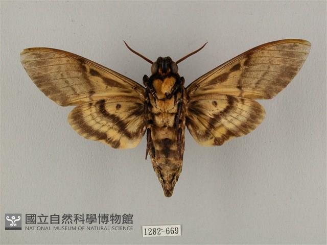 鬼臉天蛾藏品圖，第2張