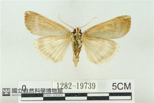 粉太波紋蛾藏品圖，第2張