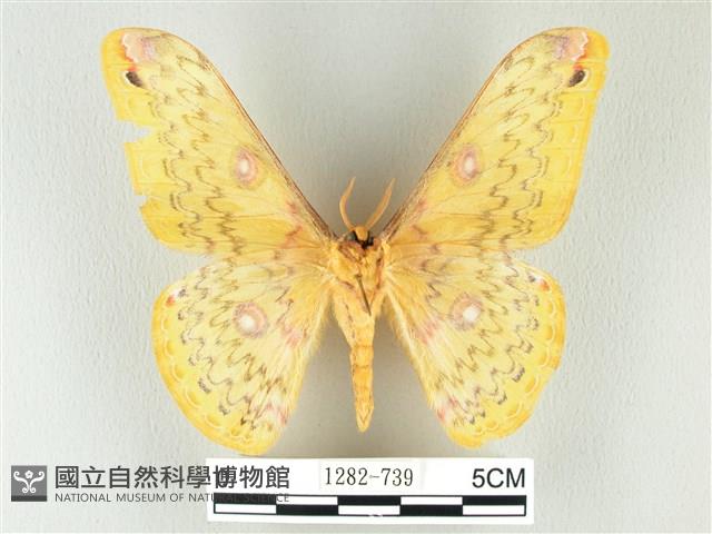 黃豹天蠶蛾藏品圖，第2張