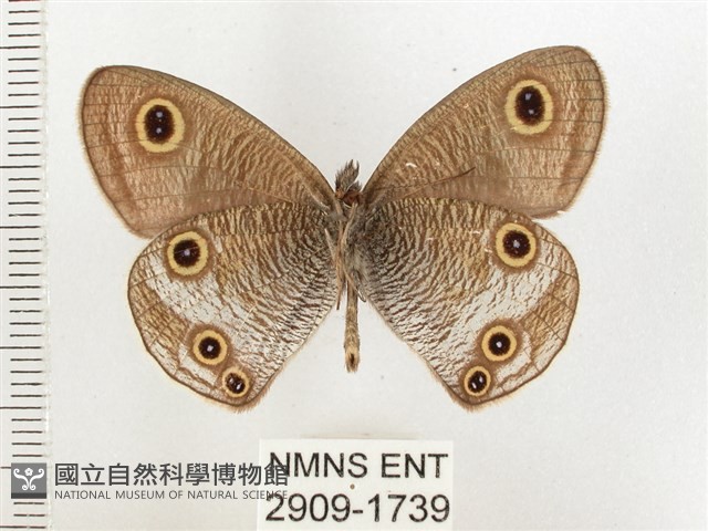 白帶波眼蝶藏品圖，第2張