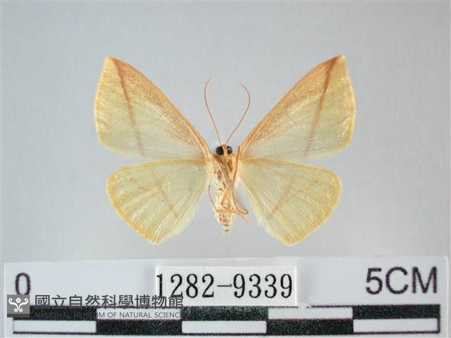 澄線尺蛾藏品圖，第2張