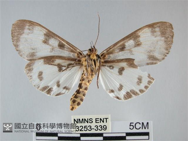 扭擬燈蛾藏品圖，第2張