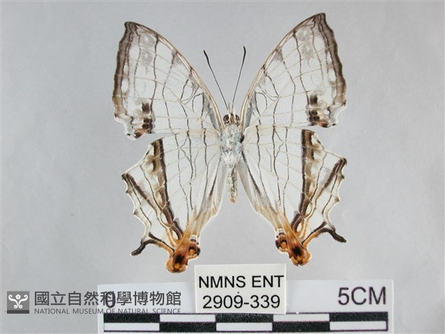 網絲蛺蝶、石牆蝶藏品圖，第2張
