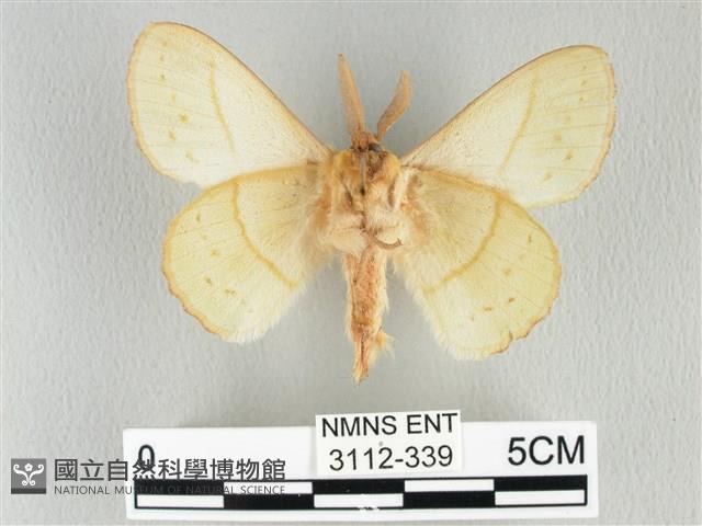 青枯葉蛾藏品圖，第2張