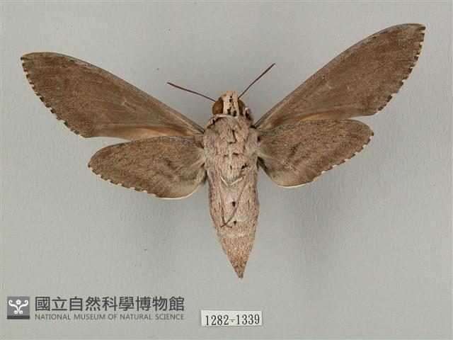 蝦殼天蛾藏品圖，第2張