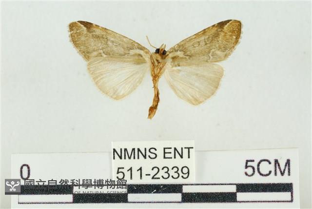 臺美波紋蛾藏品圖，第2張