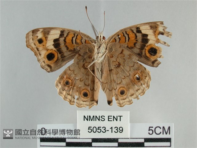 青眼蛺蝶、孔雀青蛺蝶藏品圖，第2張
