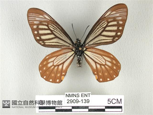 黃星斑鳳蝶藏品圖，第2張
