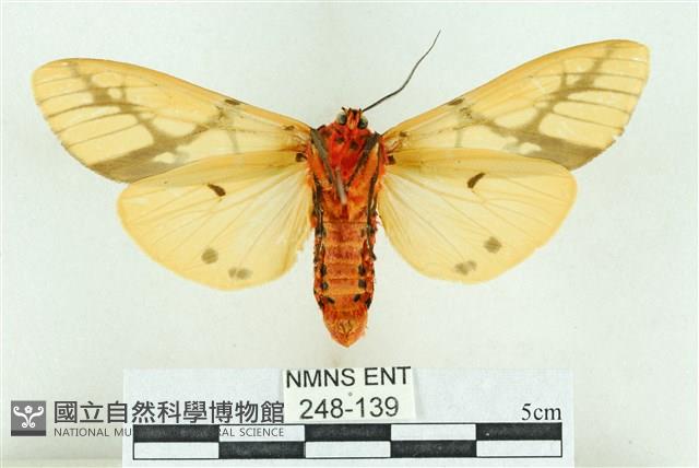 乳白斑燈蛾藏品圖，第2張