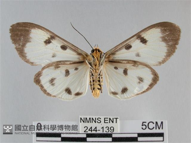 長斑擬燈蛾藏品圖，第2張