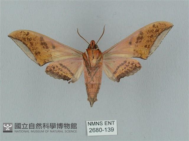 廣東鷹翅天蛾藏品圖，第2張