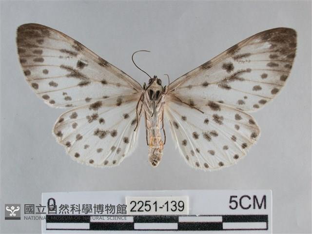 大胡麻斑星尺蛾藏品圖，第2張