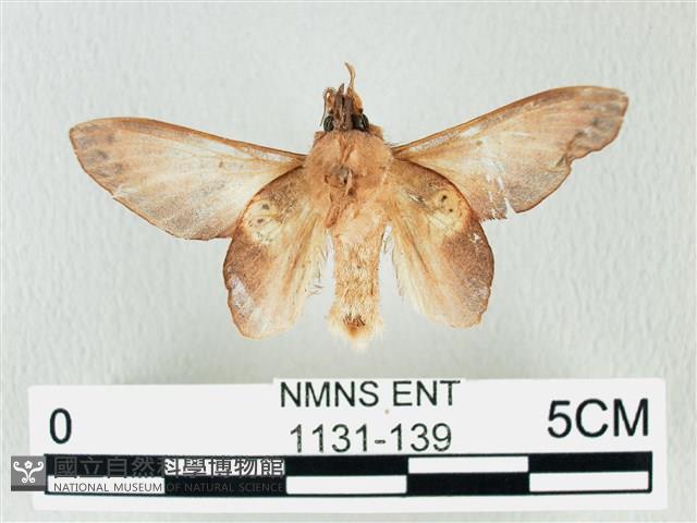 緣斑枯葉蛾藏品圖，第2張