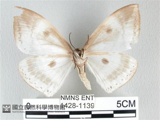 圓翅大鉤蛾藏品圖，第2張