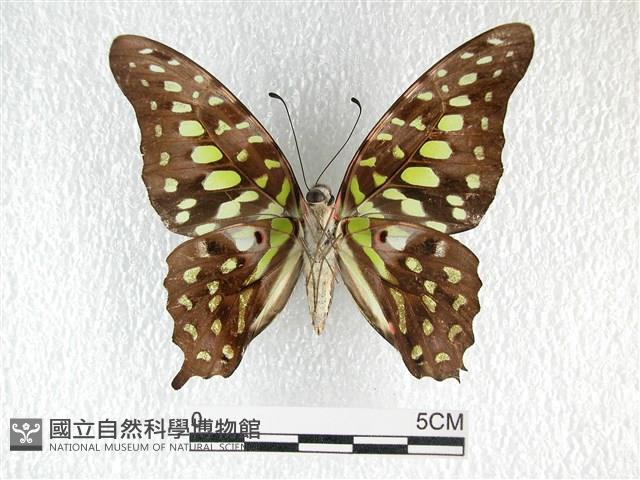 翠斑青鳳蝶藏品圖，第2張