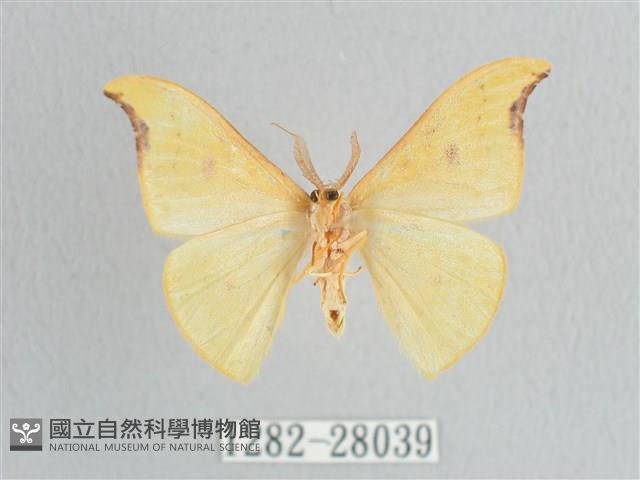 彎黑黃鉤蛾藏品圖，第2張