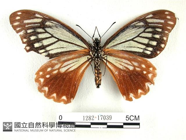 斑鳳蝶藏品圖，第2張