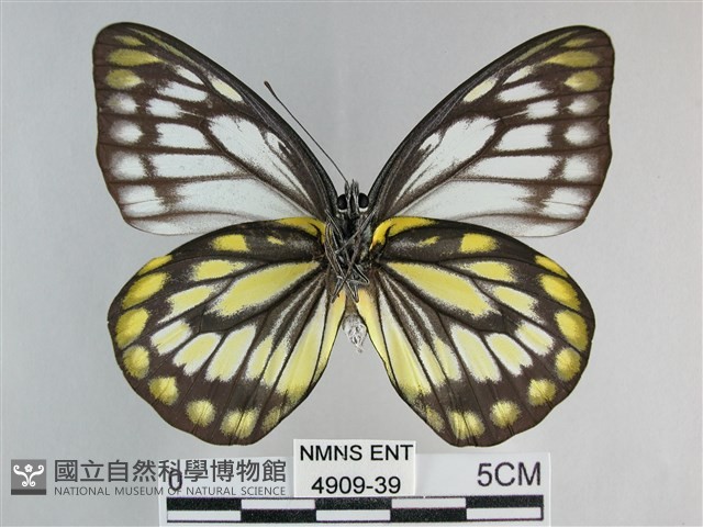 鋸粉蝶藏品圖，第2張