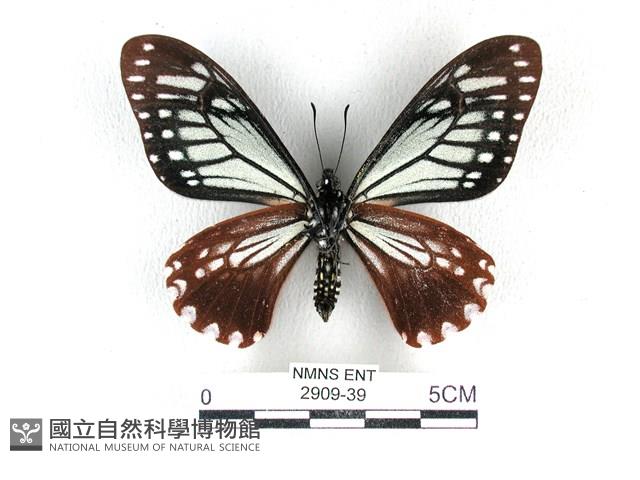 斑鳳蝶藏品圖，第2張