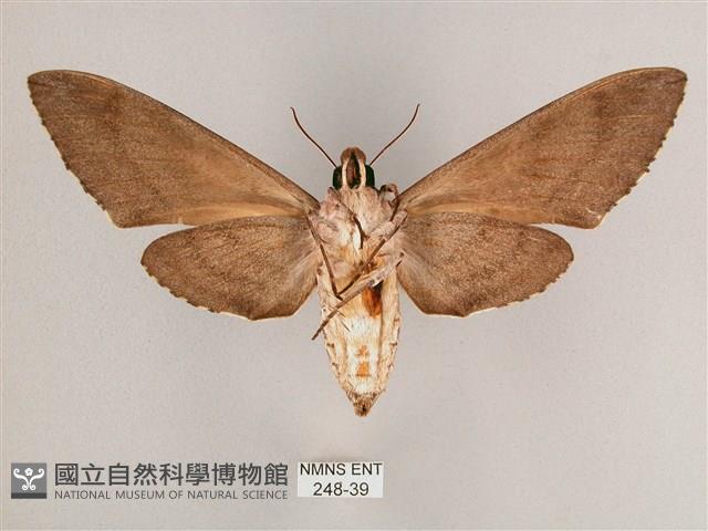 細斜紋霜天蛾藏品圖，第2張