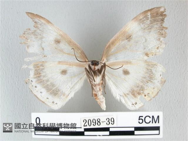 圓翅大鉤蛾藏品圖，第2張