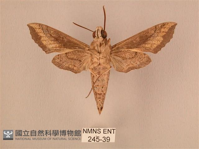 斜線天蛾藏品圖，第2張