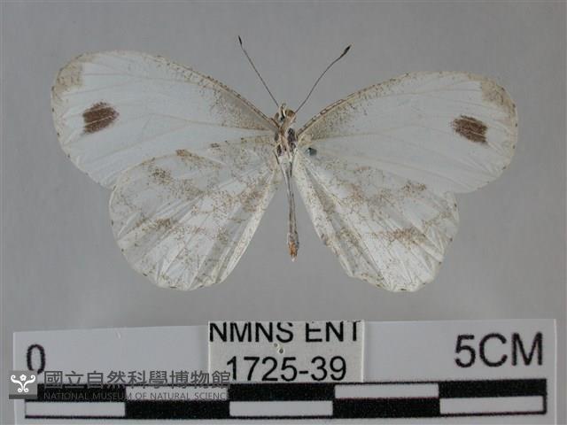 纖粉蝶、黑點粉蝶藏品圖，第2張