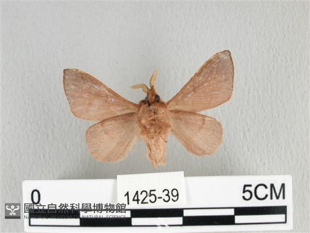 薄翅枯葉蛾藏品圖，第2張