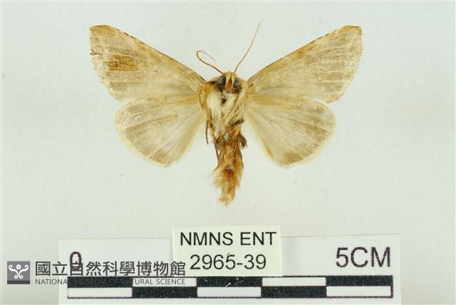 印華波紋蛾藏品圖，第2張