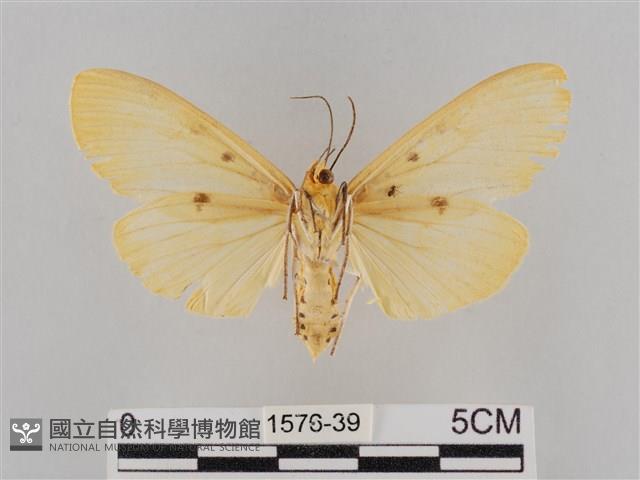 橙擬燈蛾藏品圖，第2張