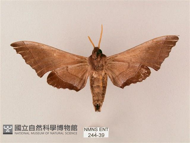 齒翅三線天蛾藏品圖，第2張