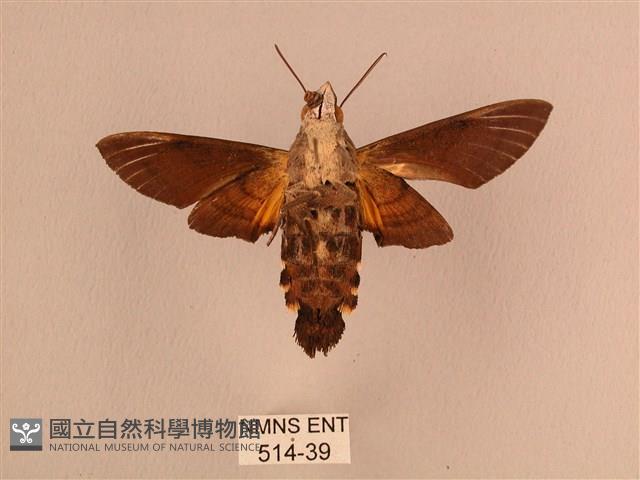 平帶長喙天蛾藏品圖，第2張